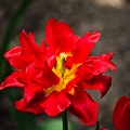 la tulipe 2022.39 rt