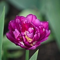la tulipe 2022.48_rt.jpg
