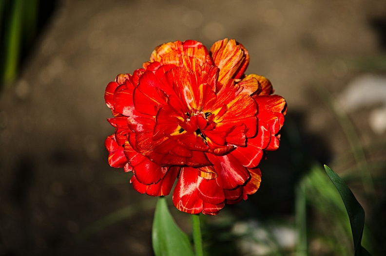 la tulipe 2022.70_rt.jpg