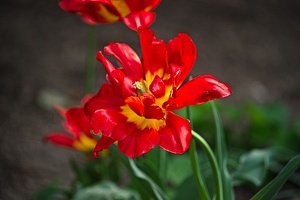 la tulipe 2022.86 rt