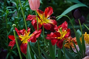 la tulipe 2022.98 rt