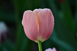 la tulipe 2022.99 rt