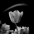 la tulipe 2022.100_rt_bw.jpg