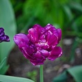 la tulipe 2022.110_rt.jpg