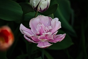 la tulipe 2022.113 rt