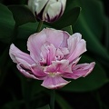la tulipe 2022.113_rt.jpg