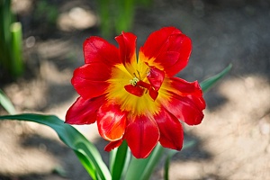 la tulipe 2022.117 rt