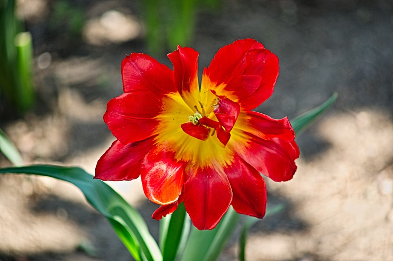 la tulipe 2022.117_rt.jpg