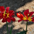 la tulipe 2022.118 rt