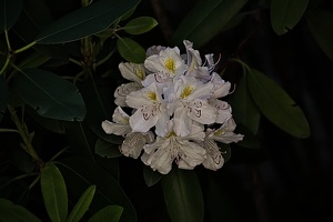 rhododendron 2022.04 rt