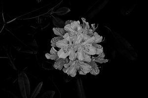 rhododendron 2022.04 rt bw