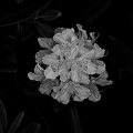 rhododendron 2022.04_rt_bw.jpg