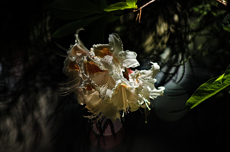 rhododendron 2022.15_rt.jpg