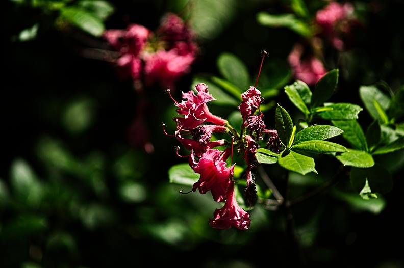 rhododendron 2022.16_rt.jpg