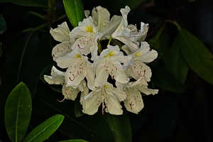 rhododendron 2022.18 rt