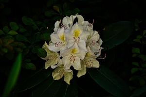 rhododendron 2022.19 rt