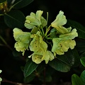 rhododendron 2022.20 rt