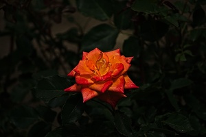rosa centifolia 2022.06 rt