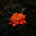 rosa centifolia 2022.06_rt.jpg