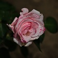 rosa centifolia 2022.08 rt