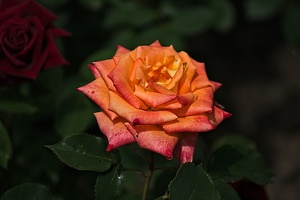 rosa centifolia 2022.09 rt