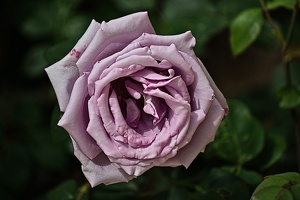 rosa centifolia 2022.10 rt