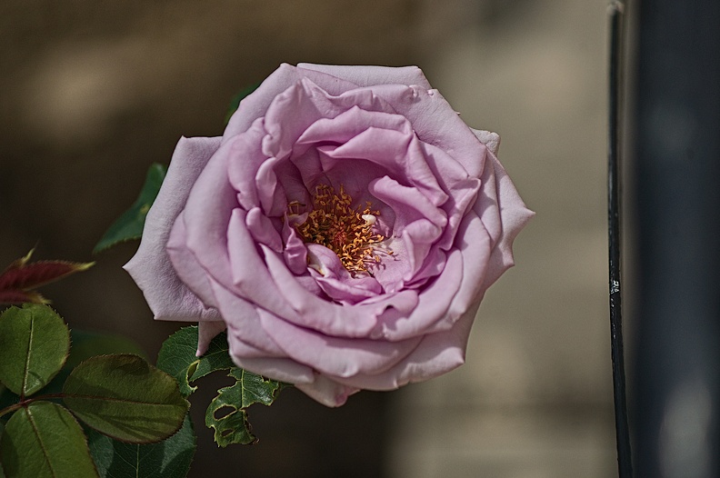rosa centifolia 2022.11_rt.jpg