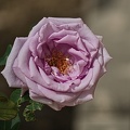 rosa centifolia 2022.11 rt