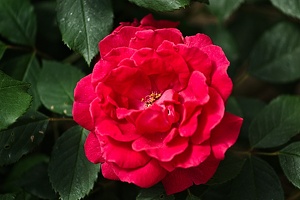 rosa centifolia 2022.12 rt