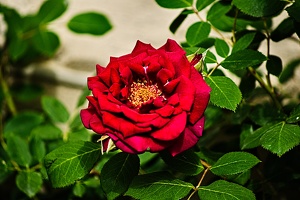 rosa centifolia 2022.14 rt