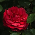 rosa centifolia 2022.17_rt.jpg