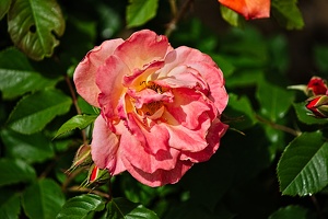 rosa centifolia 2022.18 rt