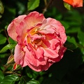 rosa centifolia 2022.18_rt.jpg