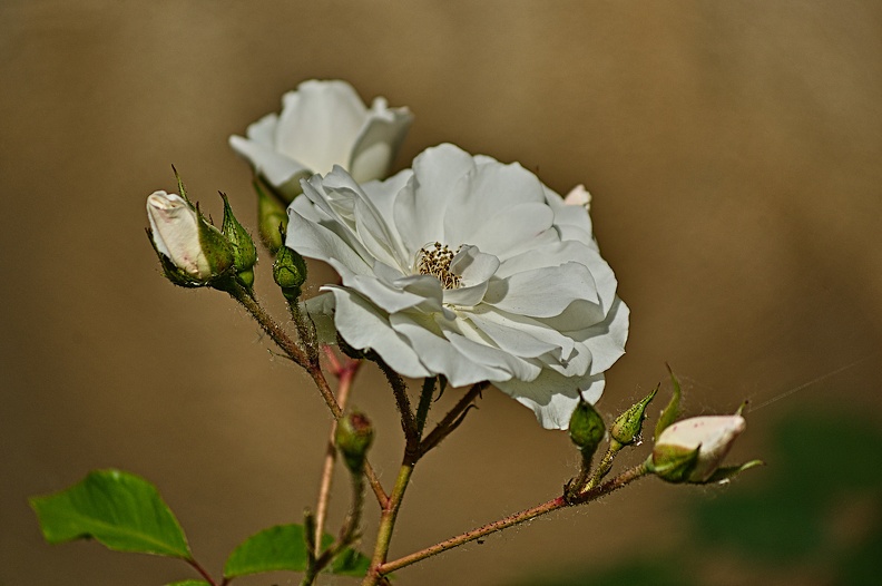 rosa centifolia 2022.19_rt.jpg