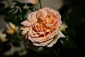 rosa centifolia 2022.23 rt