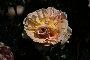 rosa centifolia 2022.24 rt