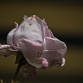rosa centifolia 2022.25_rt.jpg