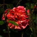 rosa centifolia 2022.26 rt