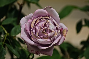 rosa centifolia 2022.27 rt