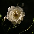 rosa centifolia 2022.28 rt