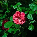 rosa centifolia 2022.29_rt.jpg