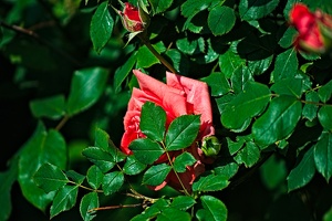 rosa centifolia 2022.30 rt