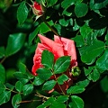 rosa centifolia 2022.30_rt.jpg