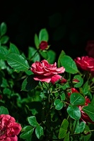 rosa centifolia 2022.31 rt