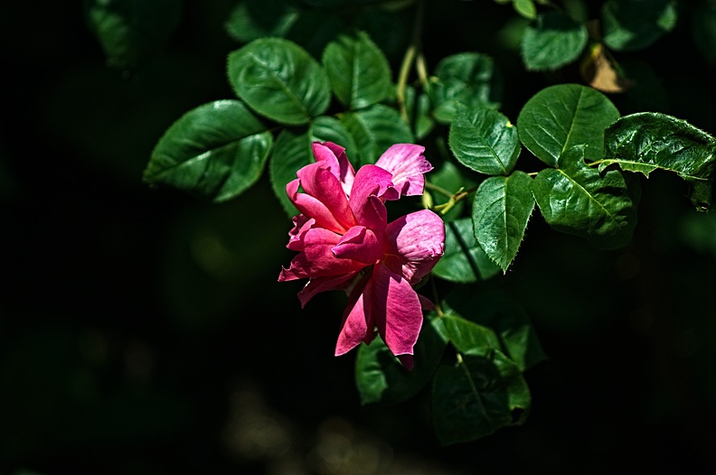 rosa centifolia 2022.33_rt.jpg