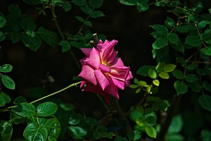 rosa centifolia 2022.35 rt