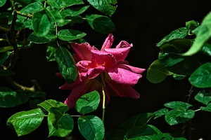 rosa centifolia 2022.36 rt
