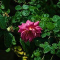 rosa centifolia 2022.37 rt