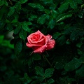 rosa centifolia 2022.41_rt.jpg