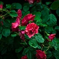 rosa centifolia 2022.42 rt